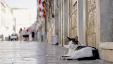 Dubrovnik,-Un-Gato-Descansando-A-La-Sombra-De-Las-Murallas-Del-Casco-Antiguo