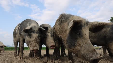 Slow-motion-shot-showing-group-of-pigs-and-sows-on-farm-field-in-swiss-countryside