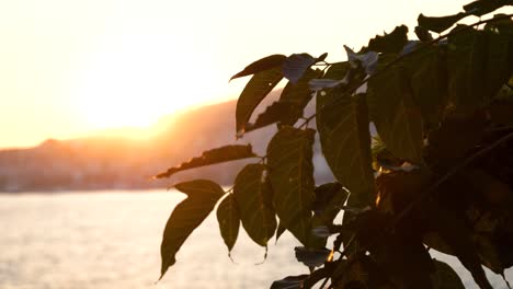 Saranda,-Baumblätter-Vor-Dem-Hintergrund-Des-Sonnenuntergangs-über-Der-Stadt