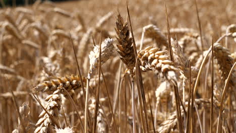 Close-up-shot-of-golden-wheat-field-with-grain-and-corn-at-sunny-day---slow-motion-macro-shot-in-focus