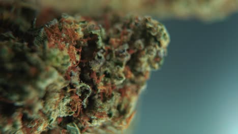 A-vertical-macro-cinematic-detailed-shot-of-a-cannabis-plant,-orange-hybrid-strains,-Indica-and-sativa-,-green-marijuana-flower,-on-a-360-rotating-stand,-slow-motion,-4K-video,-studio-lighting