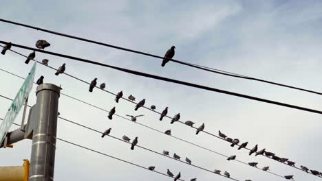Bottom-View-of-Pigeons-Perching-on-Wires