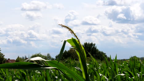 Close-up-shot-of-growing-maize-plant-on-german-countryside-field-against-cloudy-sky-in-summer---Detail-shot-of-grain-and-corn-field-on-agricultural-field