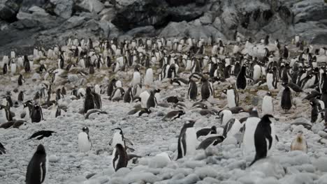 Pinguine-In-Der-Antarktis-In-Großer-Gruppe