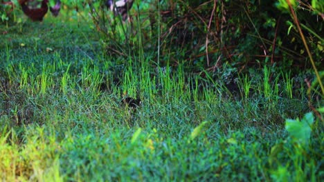 Weißbrüstiger-Wasserhuhnvogel,-Der-An-Einem-Klaren-Morgen-In-Bangladesch-In-Einem-Grasbewachsenen-Sumpf-Nach-Nahrung-Sucht