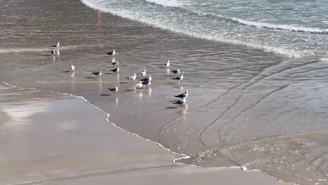 Seagulls-looking-for-food-on-the-beach