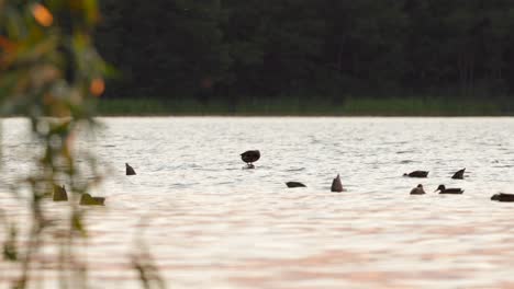 Eine-Gruppe-Enten-Schwimmt-Und-Taucht-Während-Einer-Fischjagd-Im-Fluss