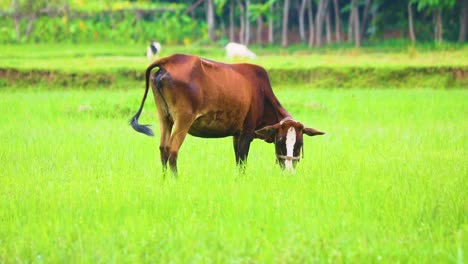 One-red-cow-stands-in-a-field-in-summer-and-eats-green-grass-in-Bangladesh,-a-close-up-portrait