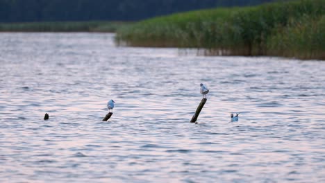 Three-seagulls-in-a-lake,-two-standing-on-posts-while-one-floats-on-water