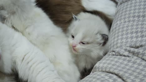 Family--new-born-ragdoll-kid-with-mom-and-sibling