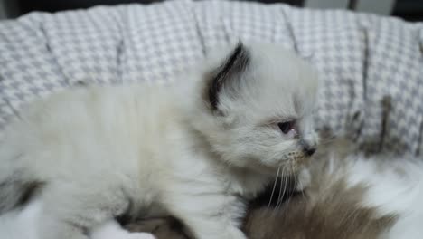 Ragdoll-Katze,-Katze,-Neugeborenes-Kätzchen