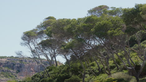 Nahaufnahme-Von-Bäumen-Und-Grünen-Pflanzen,-Die-Auf-Felsformationen-Auf-Mallorca,-Spanien,-Wachsen-Und-Die-Widerstandsfähigkeit-Der-Natur-Angesichts-Rauer-Bedingungen-Demonstrieren