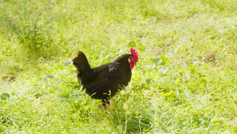 A-rooster-struts-across-a-green-field-in-slow-motion,-its-red-head-darting-around,-highlighting-its-natural-behavior