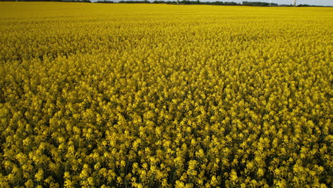 A-low-flyover-over-a-yellow-rapeseed-field