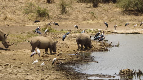 Group-Of-Rhinos,-Marabou-Storks,-And-Yellow-billed-Storks-On-Safari-In-Africa