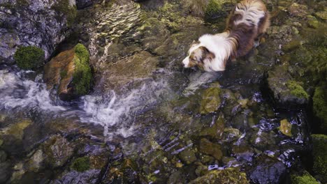 Shot-from-above-of-an-Australian-Red-Merle-lying-in-a-mountain-stream