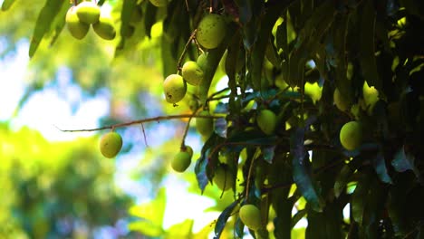 Mango-tree-with-ripening-fruits-hanging-from-shaded-branches-in-Rajshahi,-Bangladesh