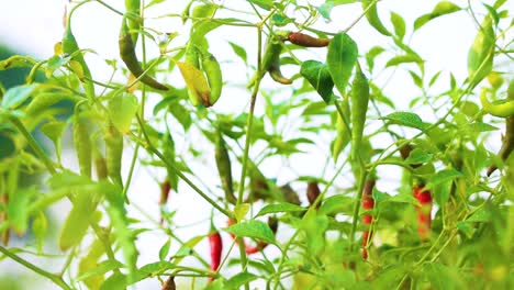 Ripe-and-unripe-red-chilli-peppers-growing-on-tree-branches-in-Bangladesh-garden