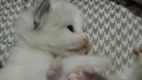 Siblings--new-born-ragdoll-kitten-playing-with-sibling