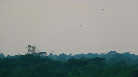 Flock-of-vultures-circling-over-woodland-tree-landscape-turning-and-seeking-prey