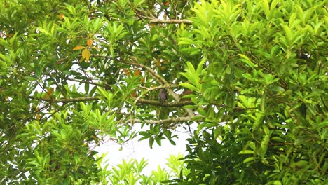 Ein-Paar-Gefleckter-Tauben-Thront-Inmitten-Der-üppigen-Grünen-Blätter-In-Bangladesch