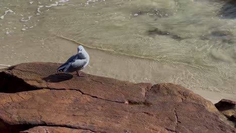 Lone-seagull-sitting-on-rock
