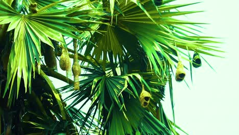 Golden-Weaver-bird-nest-hanging-from-Asian-tropical-green-palmyra-palm-tree-leaves-in-Bangladesh