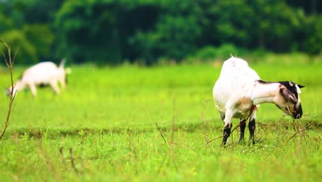 Black-Bengal-silver-bezoar-goat-enjoying-crisp-green-field-grasses,-Bangladesh