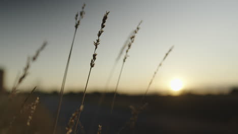 Close-up-of-multiple-wheat-ears-during-sunset,-handheld-shot
