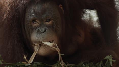 Bored-Borneo-Orangutan-in-nest,-play-with-tree