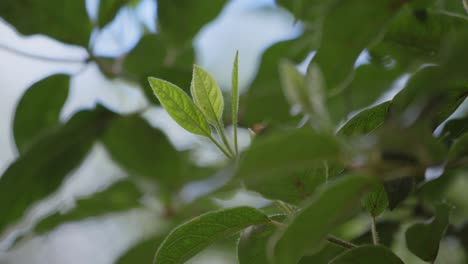 -Close-up-shot-of-a-plant-with-green-leaves-on-a-spring-morning