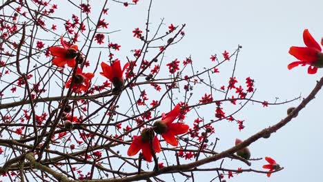 Rote-Seidenbaumwollblume-Des-Baumwollbaums-Oder-Bombax-Ceiba