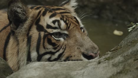 Shot-of-tiger-head,-who-is-in-water
