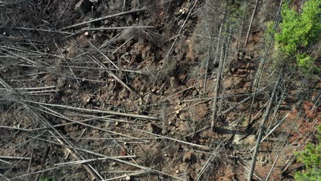 Aerial-View-of-a-Lumberjack-Felling-Spruce-Trees