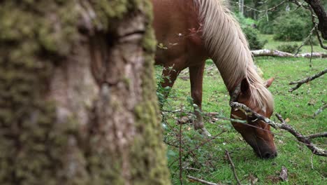 Brown-horse-with-beautiful-golden-blonde-mane-chews-grazing-on-grass-in-forest