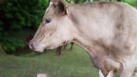 Light-brown-tagged-cow-turns-head-as-drool-dribbles-out,-cattle-herd-behind-out-of-focus