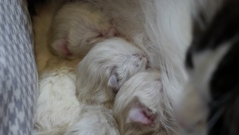 Stillen-–-Drei-Kätzchen,-Die-Sich-Mit-Muttermilch-Ernähren-–-Neugeborene,-Einen-Tag-Alte-Kinder