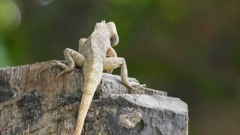 Lizard-waiting-for-food---gold-