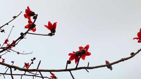 Rote-Blüten-Mit-Blattlosen-Zweigen