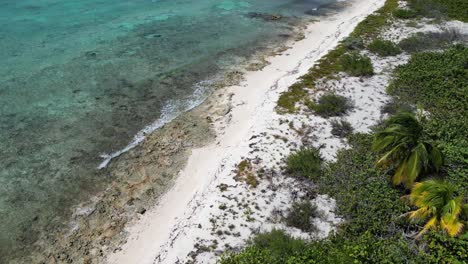 Imágenes-De-Drones-Que-Vuelan-A-Lo-Largo-De-Una-Playa-Bordeada-De-Palmeras-Se-Vuelven-Lentamente-Hacia-El-Mar-Mientras-Las-Olas-En-Un-Hermoso-Océano-Turquesa-Rompen-Sobre-Un-Arrecife-De-Coral-En-Las-Islas-Caimán-En-El-Caribe