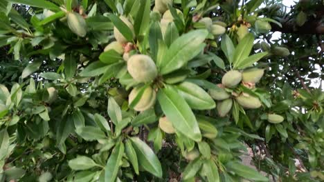 Mandelbaum-Aus-Nächster-Nähe-Mit-Hängenden-Früchten