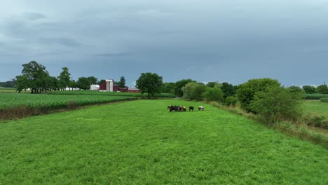 Luftaufnahme-Einer-üppig-Grünen-Weide-Mit-Einigen-Grasenden-Kühen,-In-Der-Ferne-Ein-Bauernhof-Und-Am-Himmel-Gewitterwolken