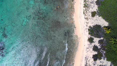 Drohnenaufnahmen-Fliegen-An-Einem-Von-Palmen-Gesäumten-Strand-Entlang,-Während-Wellen-In-Einem-Wunderschönen-Türkisfarbenen-Ozean-über-Einem-Korallenriff-Auf-Den-Kaimaninseln-In-Der-Karibik-Brechen