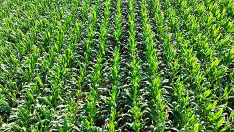 A-top-down-view-of-a-field-of-corn-growing-tassels-in-the-bright-summer-sunshine