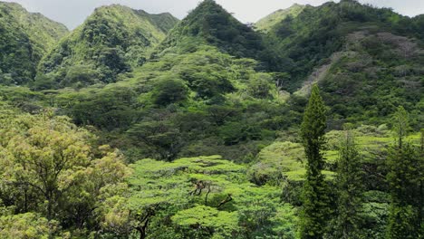 Colinas,-Copas-De-Los-árboles-Y-Montañas-De-Oahu,-Hawaii