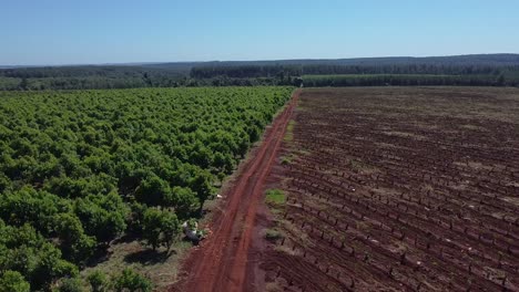 Cinematic-aerial-footage-of-the-yerba-mate-fields-at-bright-daylight-in-Misiones,-Jardin,-America,-Argentina,-Drone