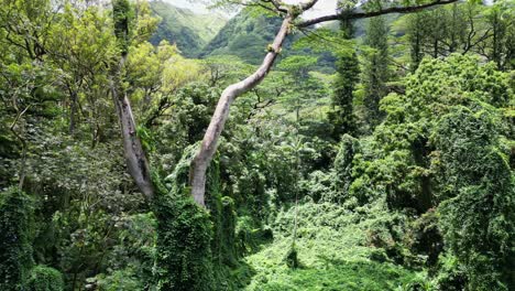 Rising-through-Hawaiian-trees,-Oahu,-Hawaii