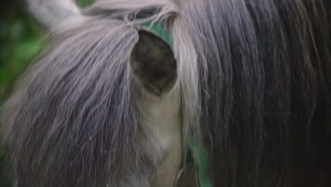 Cute-pony-with-long-hair-eats-leaves-during-summer-handheld-slowmotion