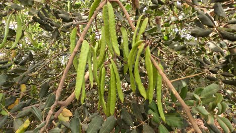 Carob-tree-in-sunlight-with-fruit-stems-hanging-on-branches