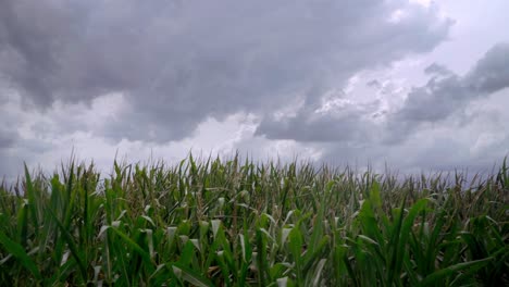 Cow-corn-field-with-dark-clouds-countryside-filmic-gimbal-move-to-left